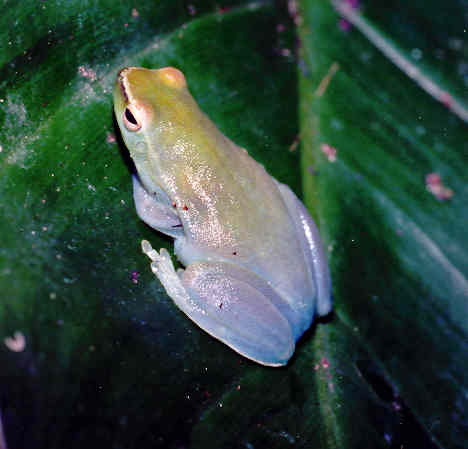 Orinoco lime tree frog